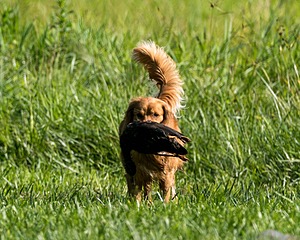 20150801-LRCGB-0069.jpg