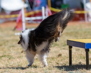 20160618-CCKC-0324.jpg