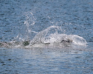Seasea Proulx