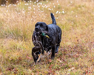 Glenforest's Pique Dame JH (Chloe)