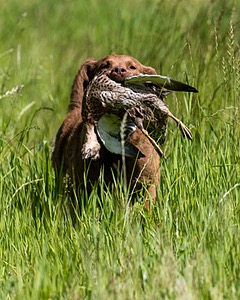 Tule Reed