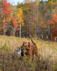 Marsha Wilcox's Pete