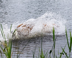 Beau Ouellette