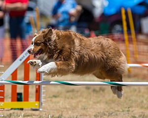 20160619-CCKC-1045.jpg