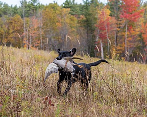Iowa Pointing Labs Messinger's Kel (Kel)