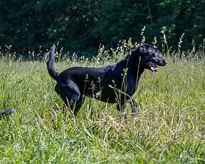 Hudson Logan