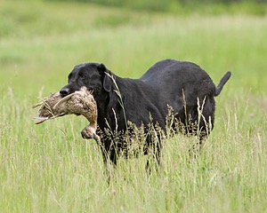 20080531-HRL-0385.jpg