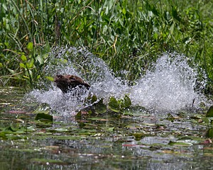 20130811-SHW-0070.jpg