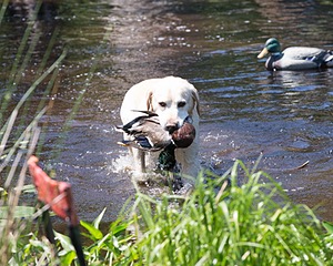 20130601-SHRW-0021.jpg
