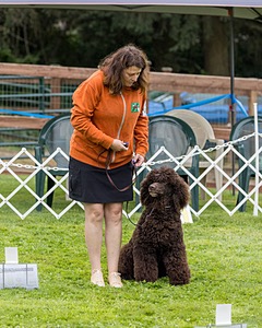 2304 - GCH CH BREKKON'S FIRST MARK BN RN CGC TKN (Hunny)