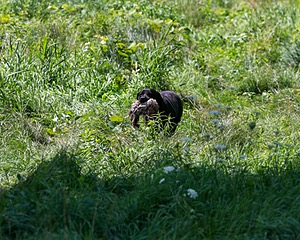 20150801-LRCGB-1328.jpg