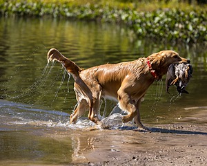 Rider Prince