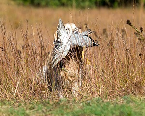 Ghillie Deresienska