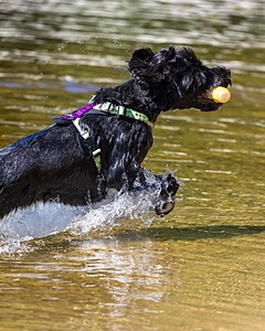 Dottie Notestine