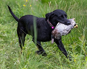 20170603-SHRW-2030.jpg