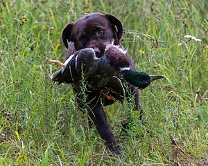 20160717-WCL-0010.jpg