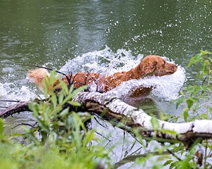 River Amidon