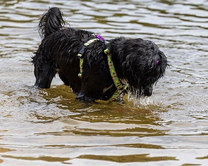 Dottie Notestine