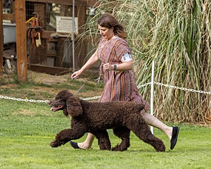 11 - GCH CH BREKKON'S FIRST MARK BN RN CGC TKN