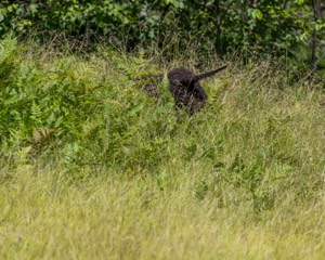 Ghillie Kezer
