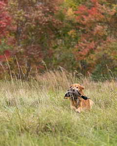 Tiger McCluer
