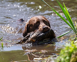 Otter Donlon