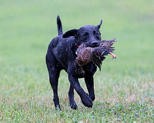 Josie
