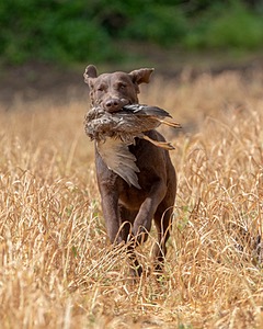 Kuma Zajchowski