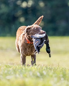 Poacher Bellanceau