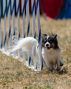 20160618-CCKC-2066.jpg