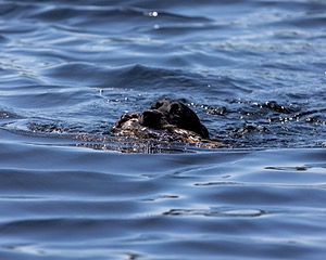 Brant Jackson