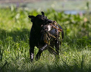 20130811-SHW-0364.jpg