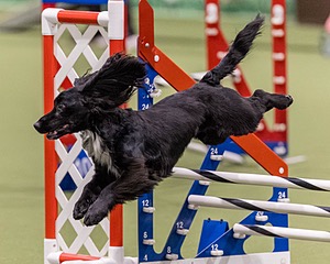 Strike O'Brien