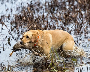 Fletcher Dubovy