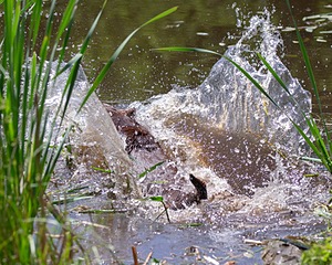 Otter Donlon