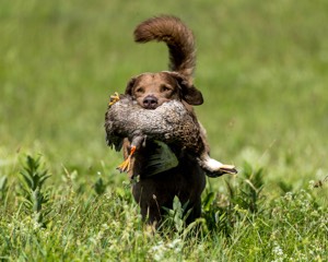 Scout Young