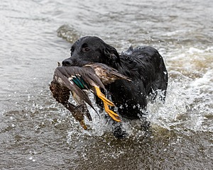 Splash