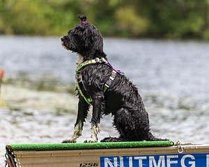 Dottie Notestine