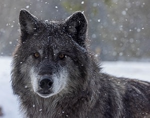 Wolf, West Yellowstone, Montana