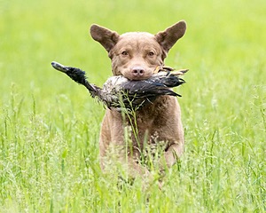 Hunter Law