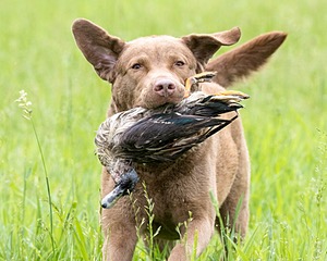 Hunter Law