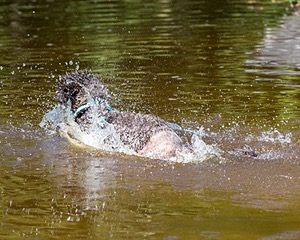 Tarry Astrid