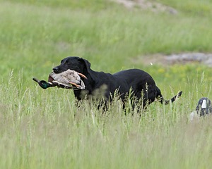 20080531-HRL-0365.jpg