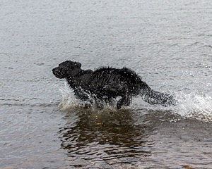 Splash
