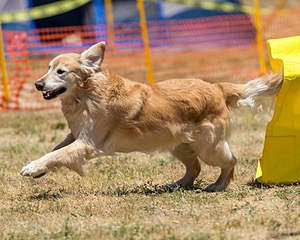 Odie Seney