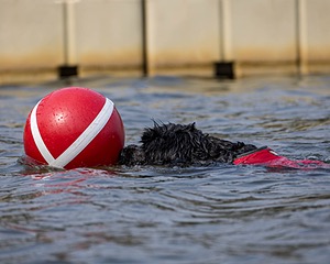 Scully Lavalli