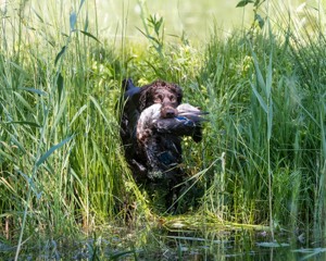 BEAR Krackow