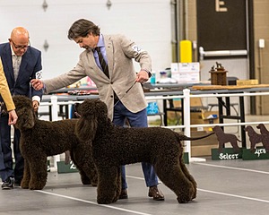 201 - CH Realta & Sycomore O’Boy