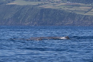 Sperm Whale