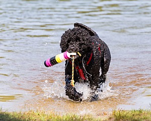 Phelps